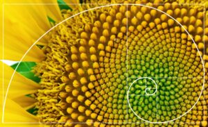 Fibonacci pattern spiral arrangement in nature - sunflower